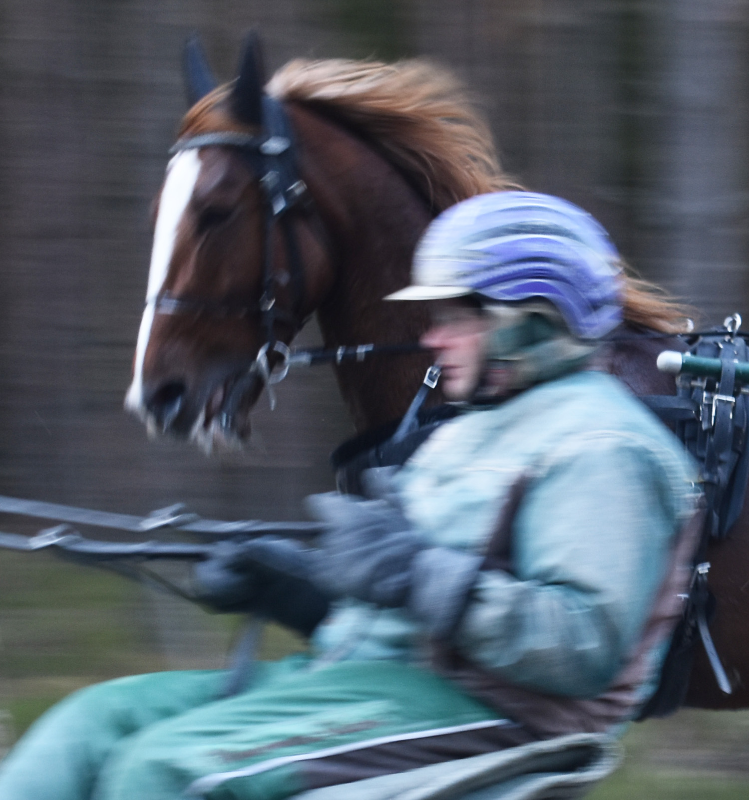 Alone är en av hästarna som Pasi har förhoppningar på i år. Foto; A.Lindblom